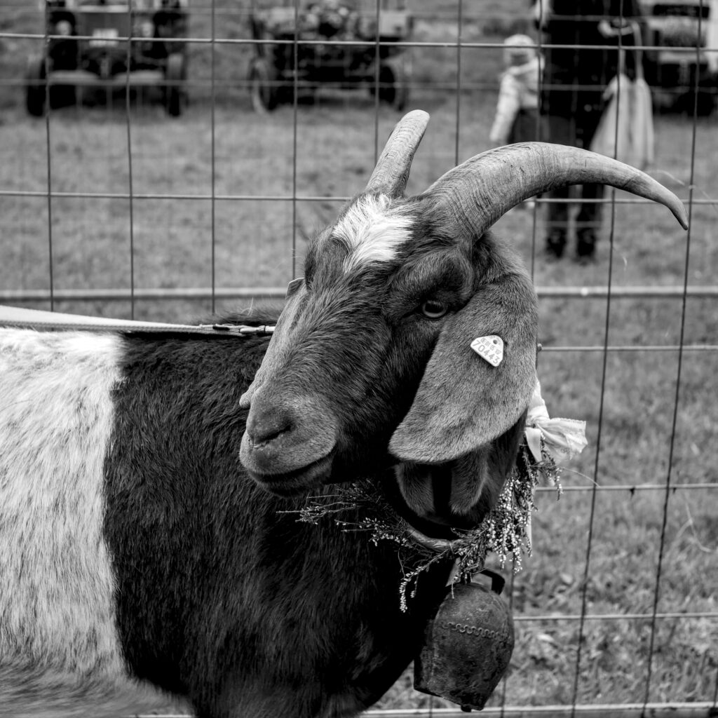 Goat